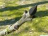 black ash (Fraxinus nigra) bud