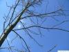 black ash (Fraxinus nigra) crown winter