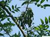 black ash (Fraxinus nigra) fruit