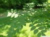 black ash (Fraxinus nigra) leaves