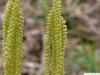 black birch (Betula lenta) flower colse up