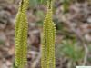 black birch (Betula lenta) flower