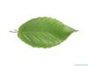 black birch (Betula lenta) leaf underside