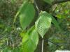 black birch (Betula lenta) leaves