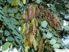 black locust (Robinia pseudoacacia) fruit