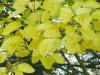 Black mulberry leaves in autumn