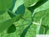 blue gum (Eucalyptus globulus) leaf position