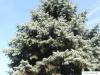 blue spruce (Picea pungens 'Glauca') tree