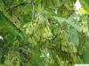 boxelder (Acer negundo) fruits