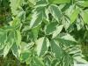 boxelder (Acer negundo var) leaf white green 
