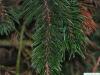bristlecone pine (Pinus aristata) branch