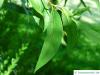 broad-leaved white mahogany (Eucalyptus umbra) leaf