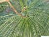 buhtan pine (Pinus wallichiana) needle base