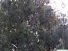 buhtan pine (Pinus wallichiana) tree