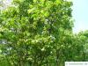 bumald bladdernut (Staphylea bumalda) tree crown with blossoms