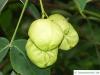 bumald bladdernut (Staphylea bumalda) fruit
