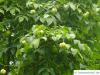 bumald bladdernut (Staphylea bumalda) leaves