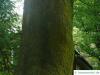 cappadocian maple (Acer cappadocicum) trunk / bark