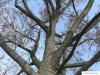 carolina poplar (Populus canadensis) crown in winter