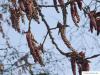 carolina poplar (Populus canadensis) flowers