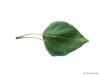 carolina poplar (Populus canadensis) leaf