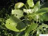 carolina poplar (Populus canadensis) leaves