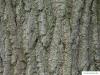carolina poplar (Populus canadensis) trunk / stem
