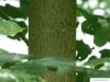 caucasian lime (Tilia x euchlora) trunk / bark