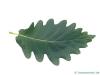 caucasian oak (Quercus macranthera) leaf