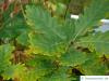caucasian oak (Quercus macranthera) leaves