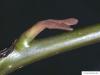 caucasian wingnut (Pterocarya fraxinifolia) axial bud