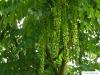 caucasian wingnut (Pterocarya fraxinifolia) leaves