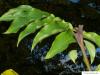 caucasian wingnut (Pterocarya fraxinifolia) bud and leaf