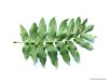 caucasian wingnut (Pterocarya fraxinifolia) leaf underside