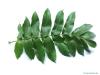 caucasian wingnut (Pterocarya fraxinifolia) leaf
