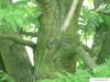 caucasian wingnut (Pterocarya fraxinifolia) trunk / bark