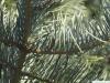 colorado fir (Abies concolor) branch