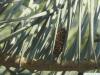 colorado fir (Abies concolor) needles