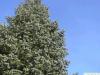 colorado fir (Abies concolor) tree