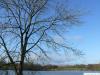 common ash (Fraxinus excelsior) crown wimter