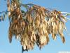 common ash (Fraxinus excelsior) fruit winter