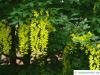 common golden chain (Laburnum anagyroides) blossom