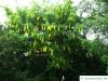 common golden chain (Laburnum anagyroides) tree in summer