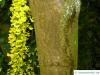 common golden chain (Laburnum anagyroides) trunk / bark