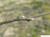 common hackberry (Celtis occidentalis) axial buds