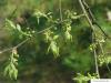 common hackberry (Celtis occidentalis) budding