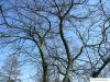 common hackberry (Celtis occidentalis) tree crown in winter