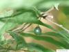 common hackberry (Celtis occidentalis) fruit