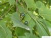 common hackberry (Celtis occidentalis) fruits