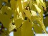 common hackberry (Celtis occidentalis) fruits